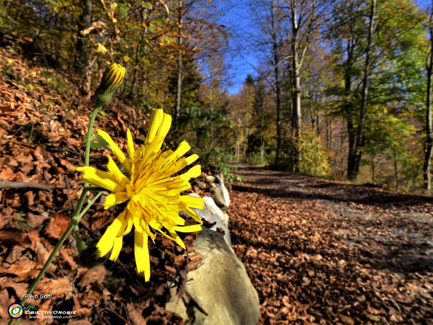 02 Primo tratto del percorso su stradetta agrosilvopastorale  colorata d'autunno.JPG